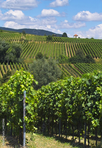 wine grapes rows