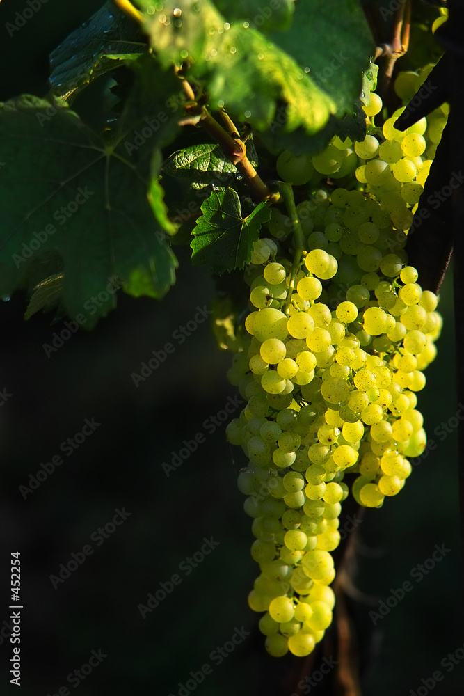 custom made wallpaper toronto digitalglowing wine grapes