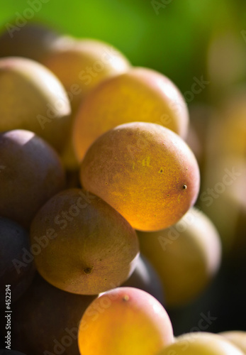 glowing wine grapes