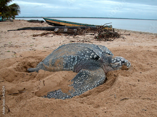 tortue luth