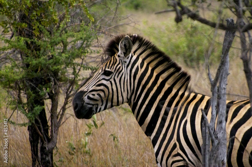 zebra in freier natur