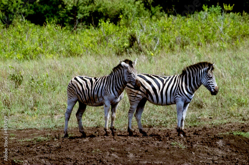 zebras in der wildnis