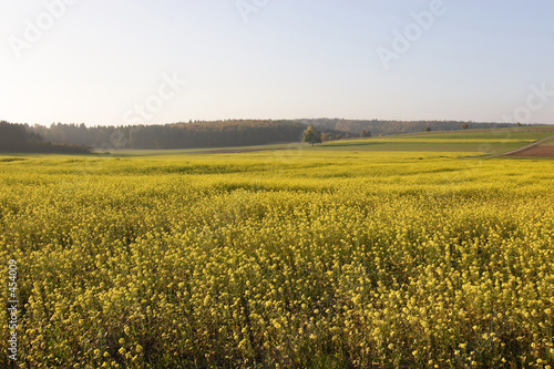 fields of gold