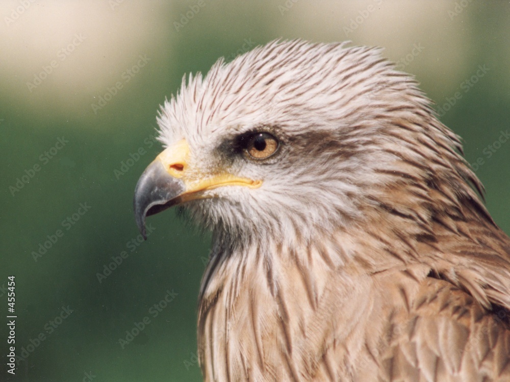 rapace rapace