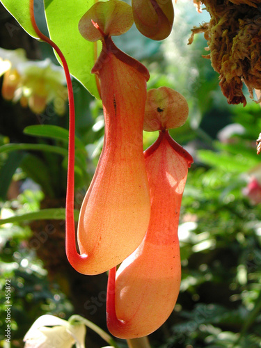 carnivorous plant photo