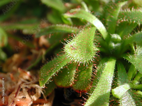 carnivorous plant photo