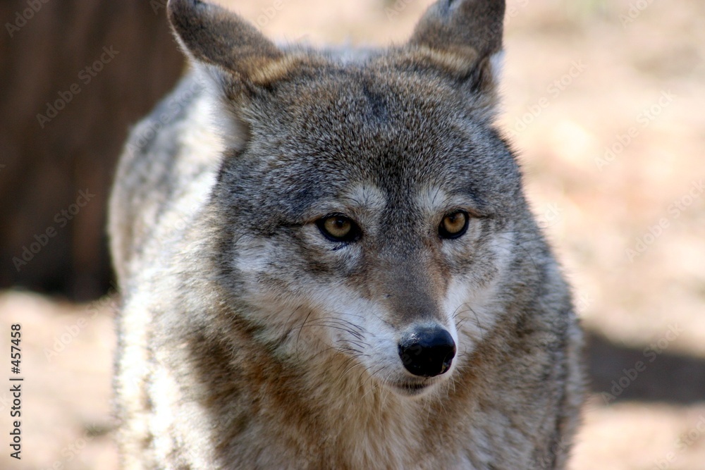 coyote in the wild coyote in the wild