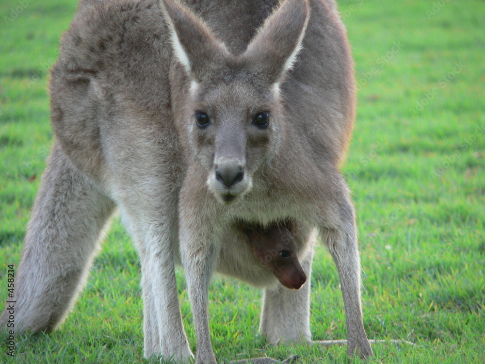 kangaroo