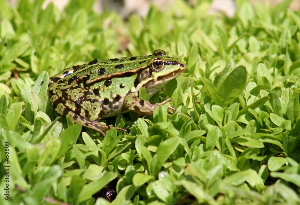 Fototapeta premium frosch - 5