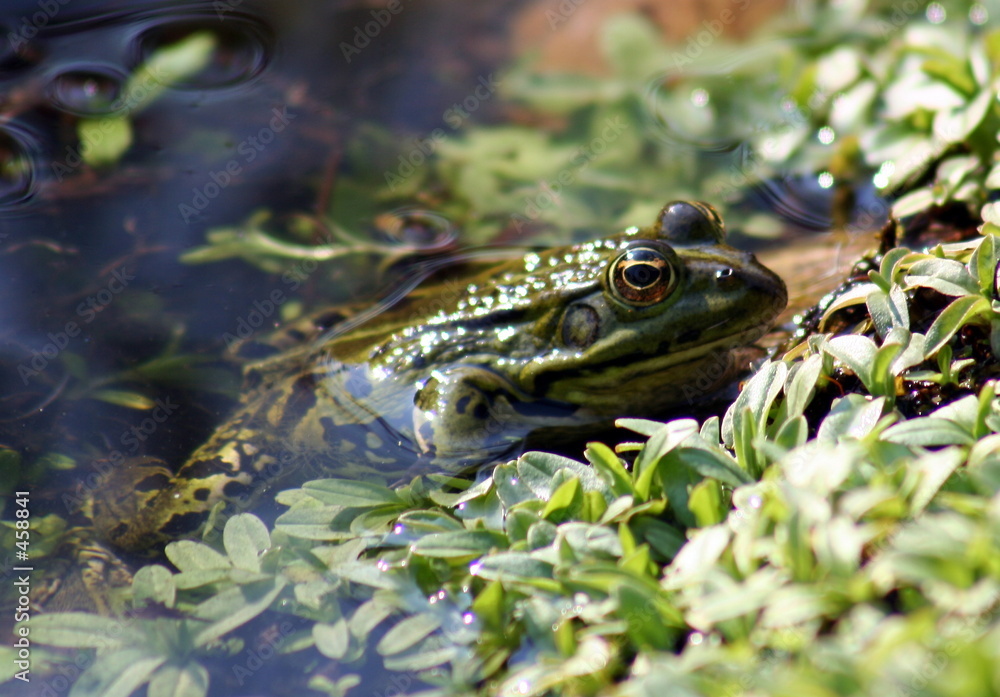 Naklejka premium frosch - 8