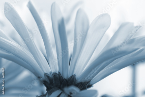 daisies3