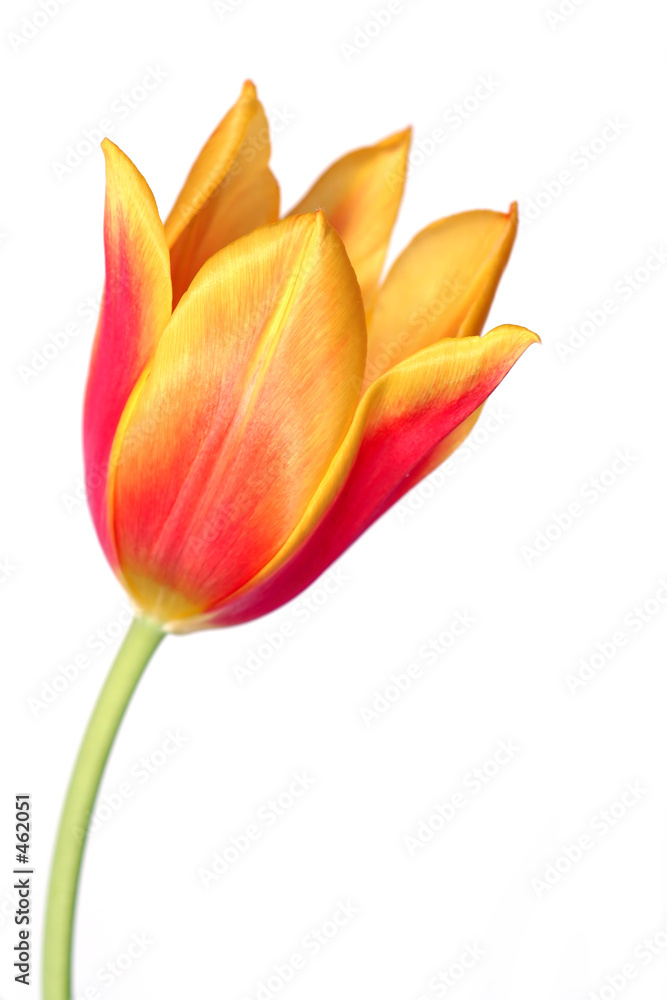 Fototapeta premium tulip 7