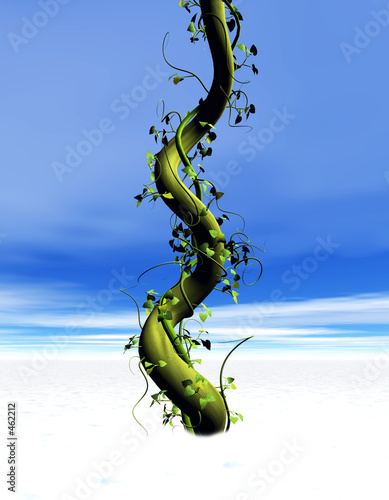 beanstalk photo