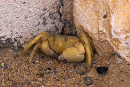 crab from oman