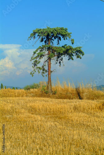 baum im feld