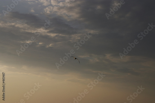 susnset clouds and seagull