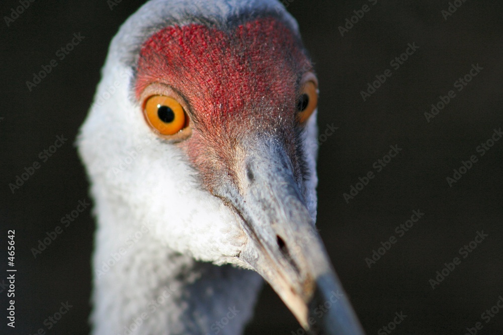 Fototapeta premium sandhill crane