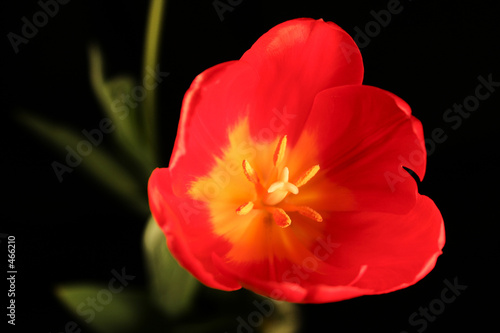 red tulip close