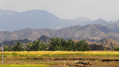 palm and mountains in oman