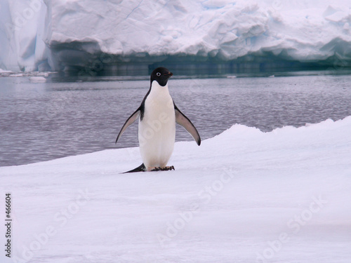 manchot adelie en antarctique photo