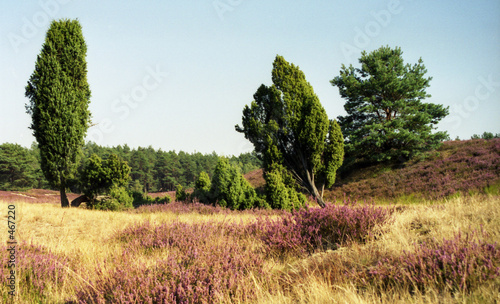 heidelandschaft