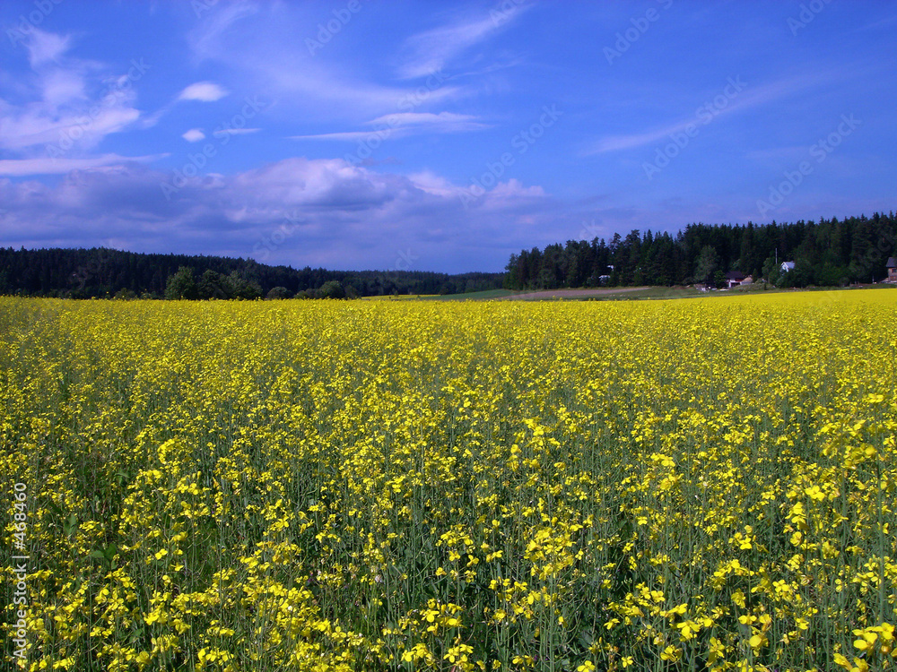 glade of yellow flowers
