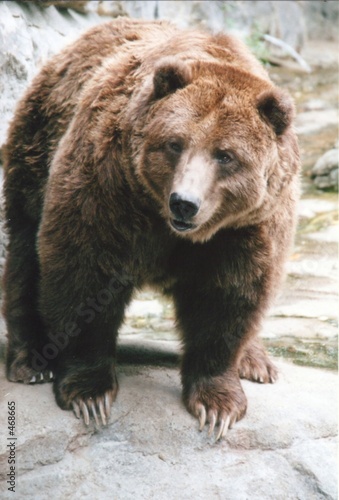 brown bear