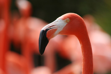 Poster Flamingo Roze flamingo in helder water  © David Pruter