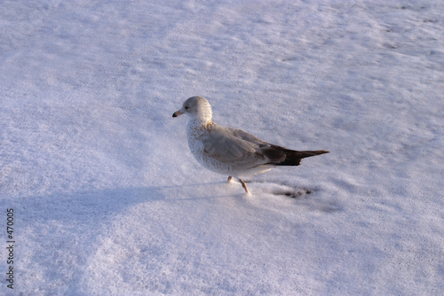 pigeon in foam