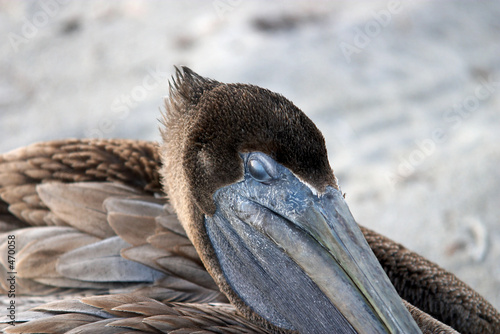 brown pelican