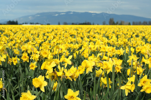 yellow daffodils © arekmalang
