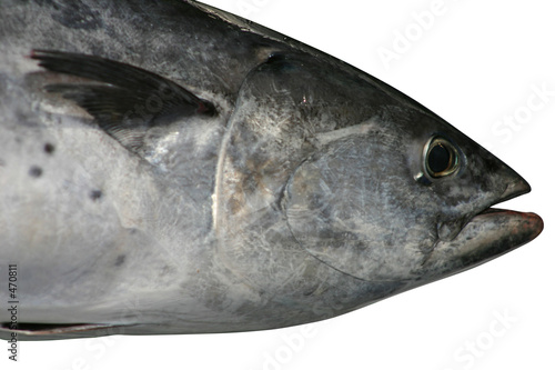 tuna fish photo