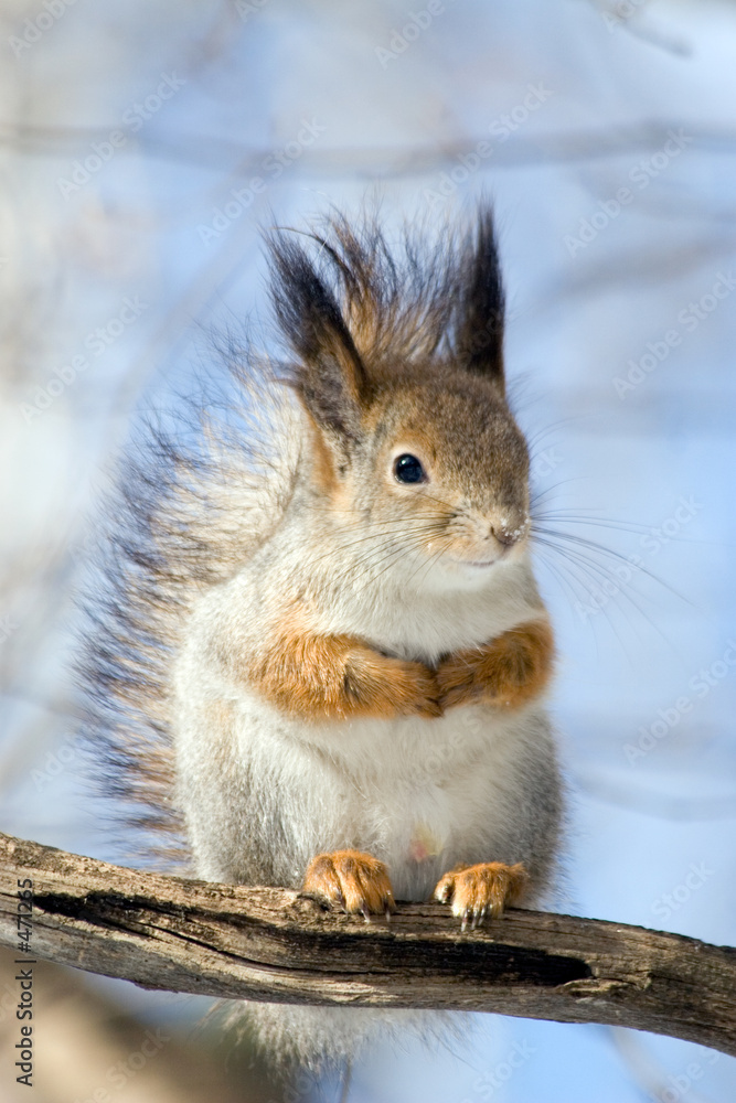 Fototapeta premium squirrel on a twig 2