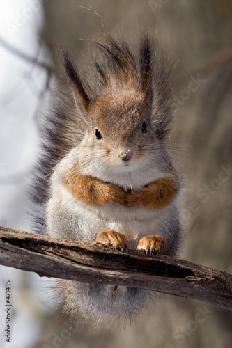 squirrel on a twig 4 photo