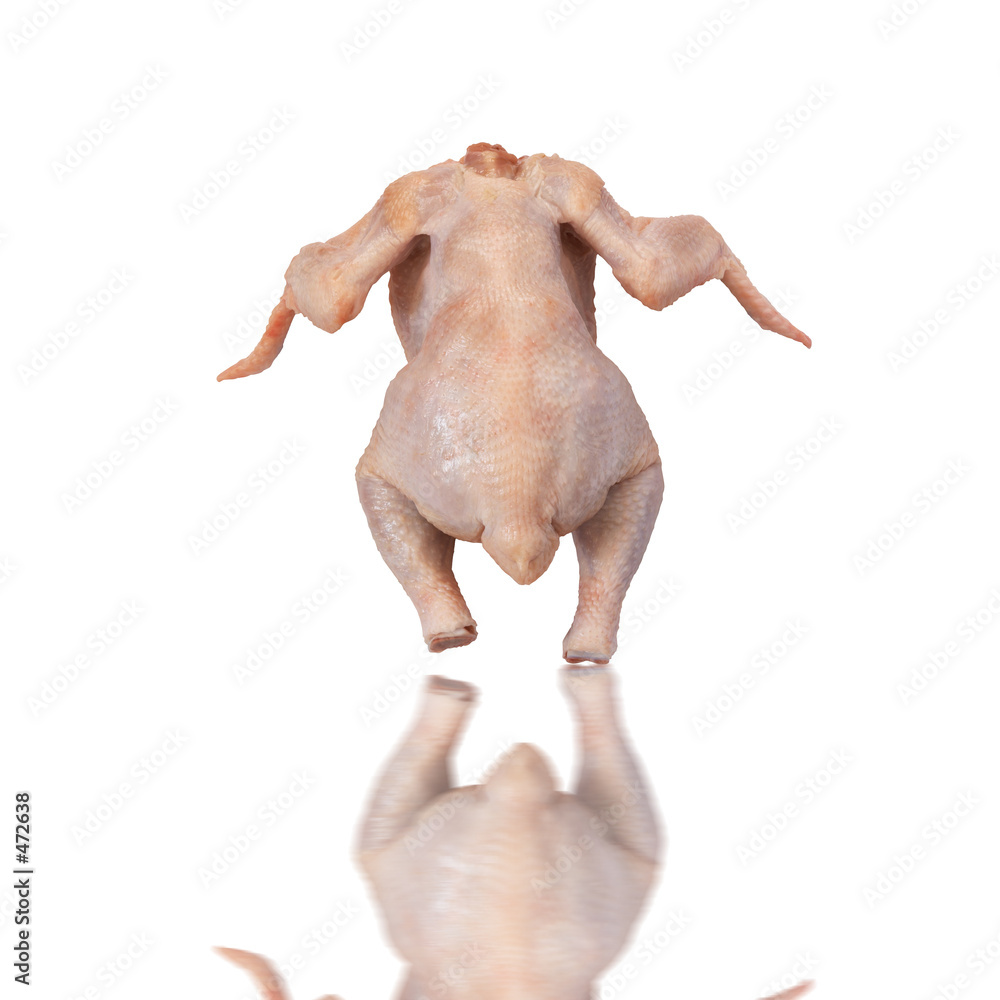 Naklejka premium chicken isolated