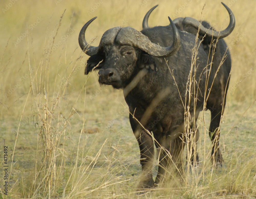 cape buffalo