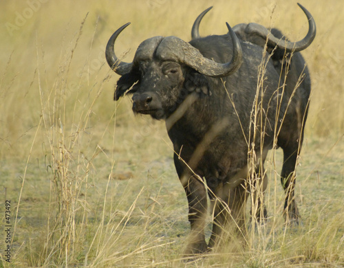 cape buffalo © PSHAW-PHOTO