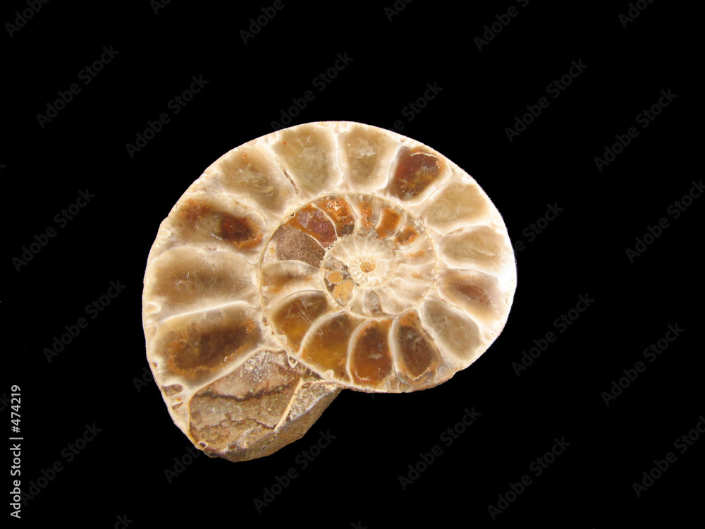 ammonite ammonite