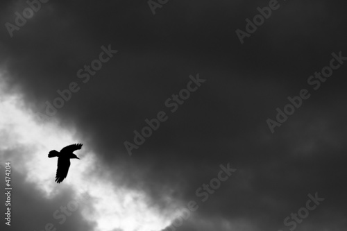 raven bird flying in the night