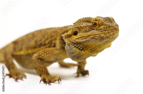 bearded dragon