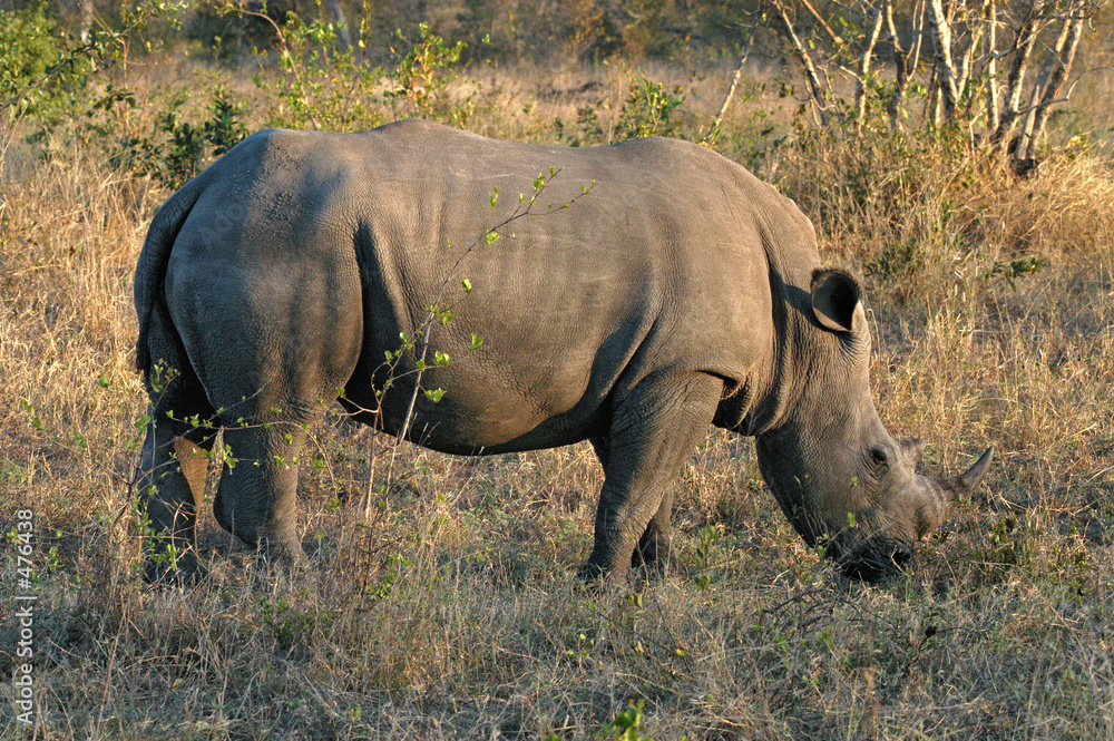 white rhino