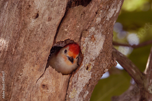 red-bellied woodpecker - male