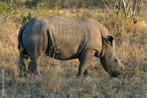 white rhino