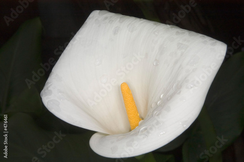 calla lily
