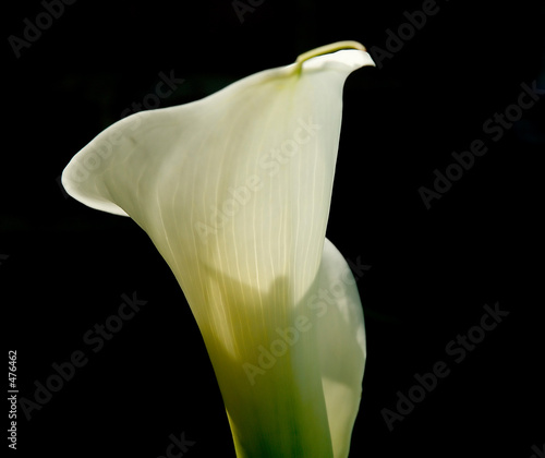 calla lily