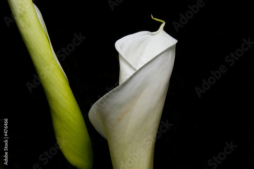 calla lily