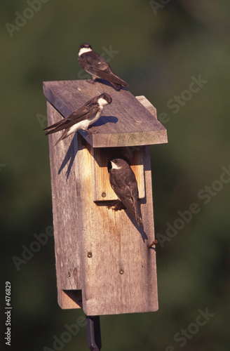 three swallows on birdhouse