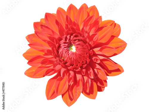 rote,nicht so schöne blüte