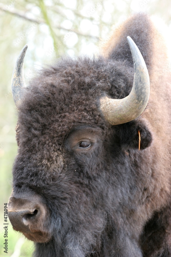 bison portrait bison portrait