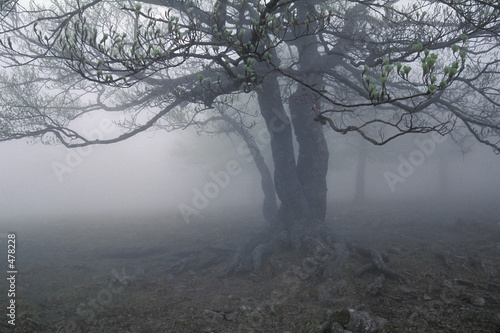 fog's tree photo